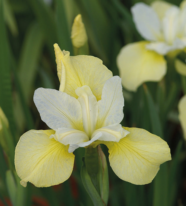 3 kpl Kurjenmiekka ’Butter and Sugar’