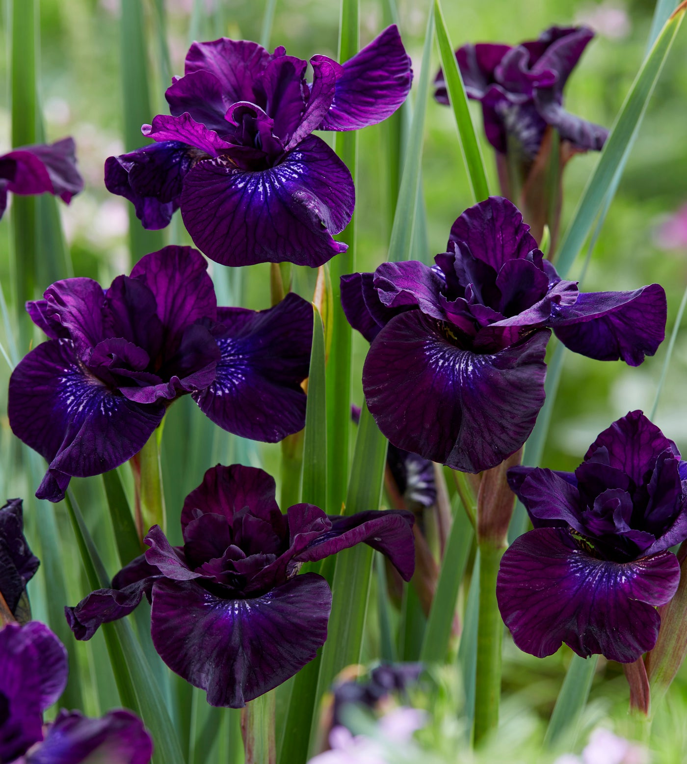 3 Kpl Kurjenmiekka Purplelicious Puutarha 3-kpl-kurjenmiekka-purplelicious-puutarha