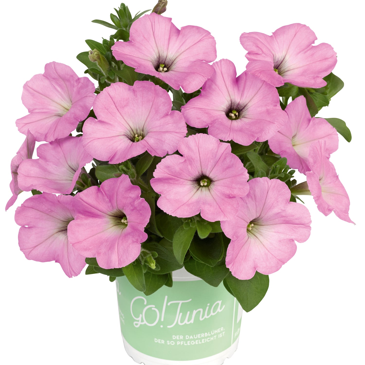 4 kpl Petunia ’Light Pink’
