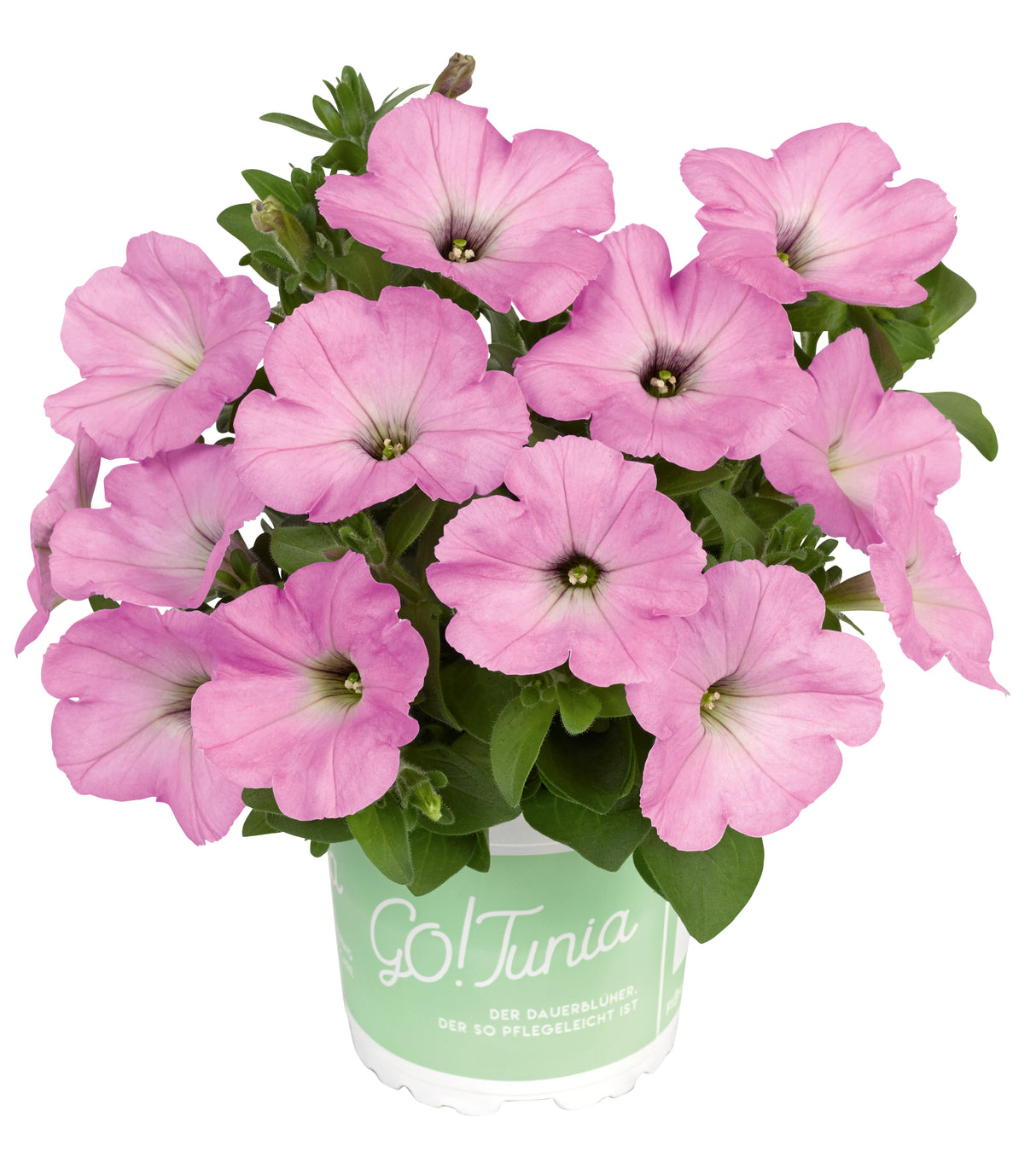 4 kpl Petunia ’Light Pink’