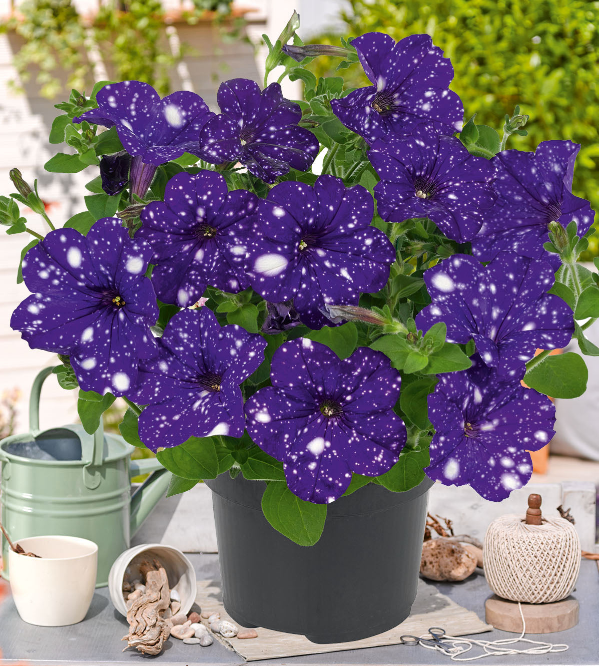 4 kpl Petunia ’Virgo’