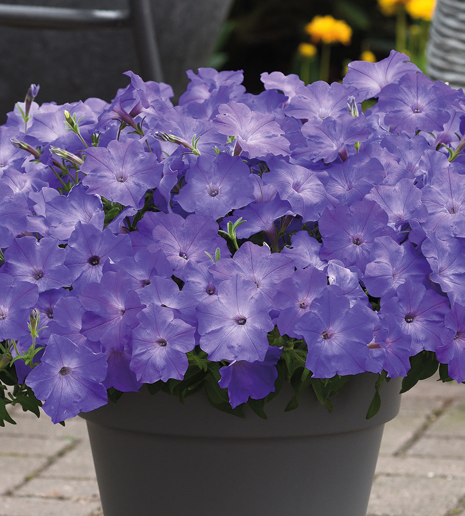 4 kpl Petunia ’Sky Blue’