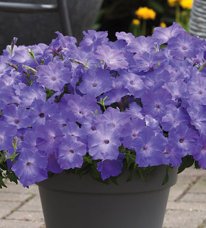 4 kpl Petunia ’Sky Blue’
