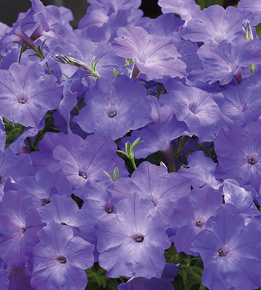 4 kpl Petunia ’Sky Blue’