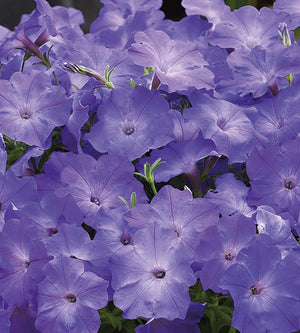 4 kpl Petunia ’Sky Blue’