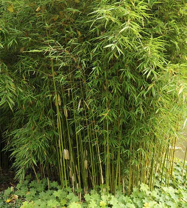 1 kpl Ruokobambu