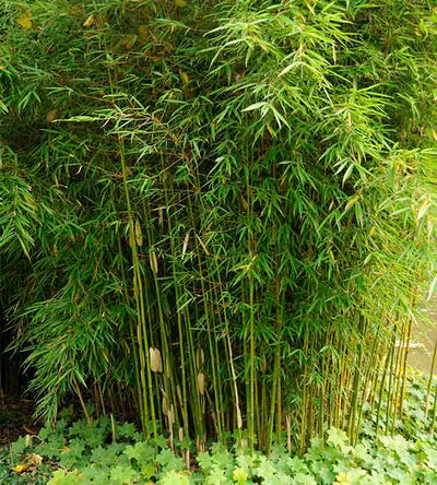 1 kpl Ruokobambu