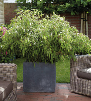 1 kpl Vuoriruokobambu