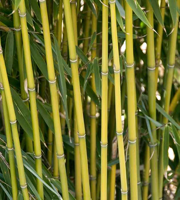 1 kpl Ruokobambu
