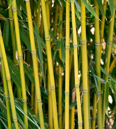 1 kpl Ruokobambu