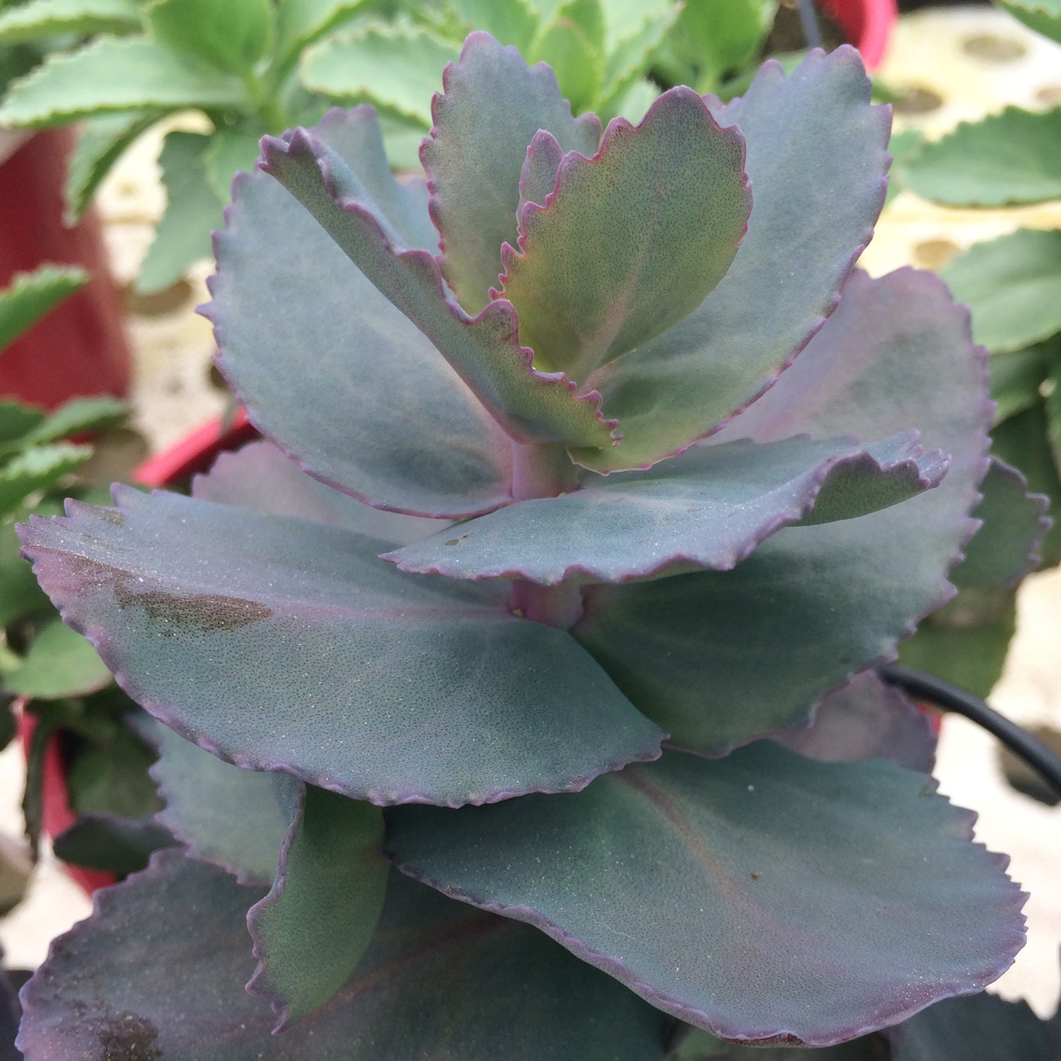 1 kpl Maksaruoho ’Blue Pearl’