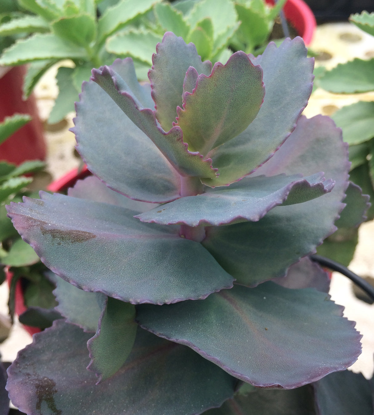 1 kpl Maksaruoho ’Blue Pearl’