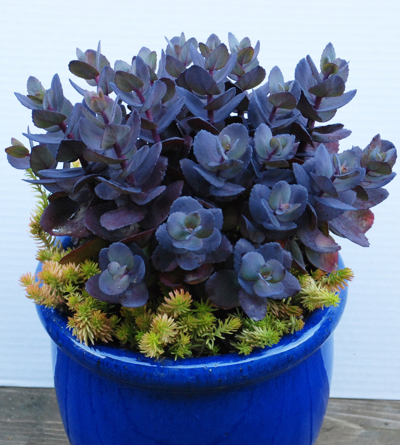 1 kpl Maksaruoho ’Blue Pearl’