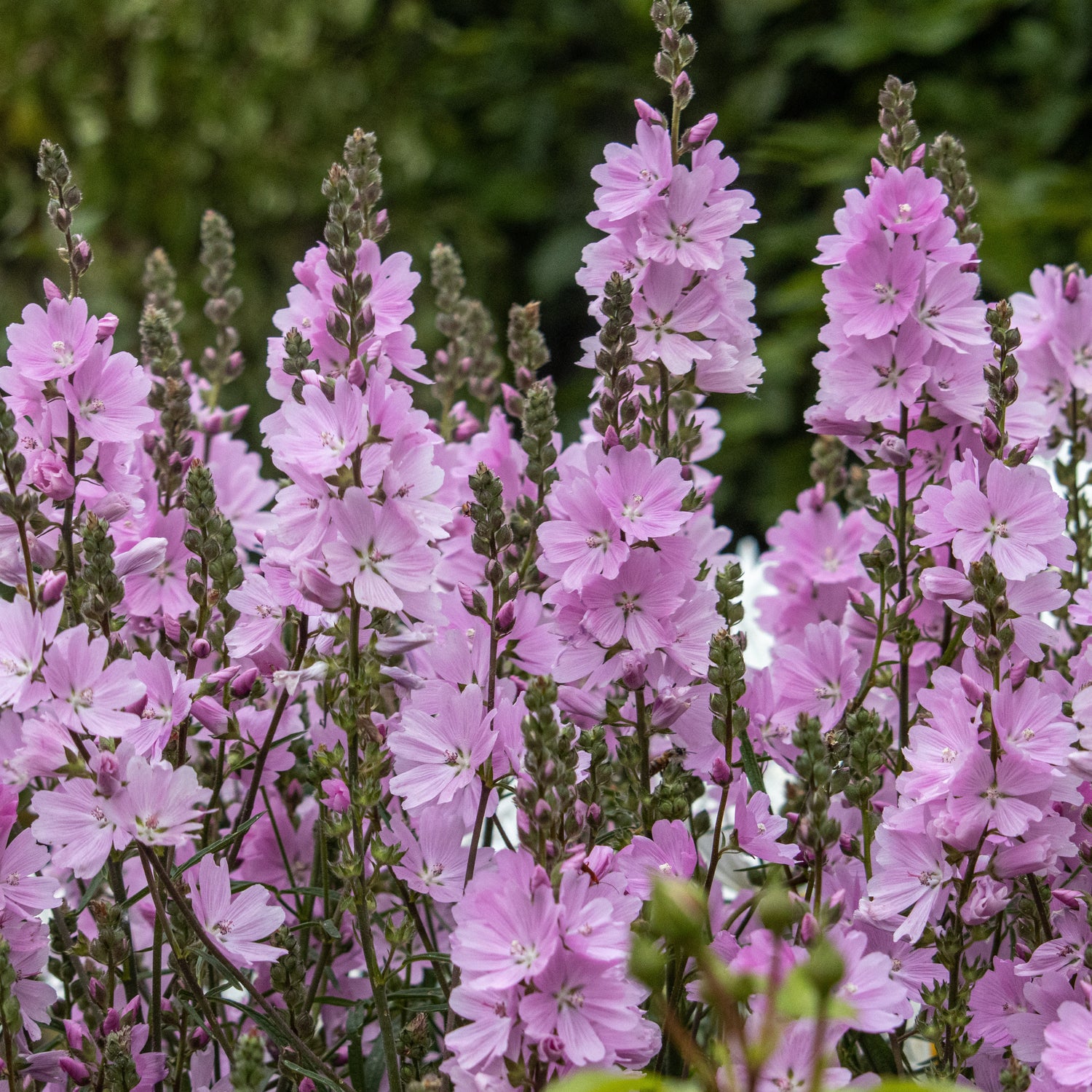 3 kpl Jalomalva ’Elsie Heugh’