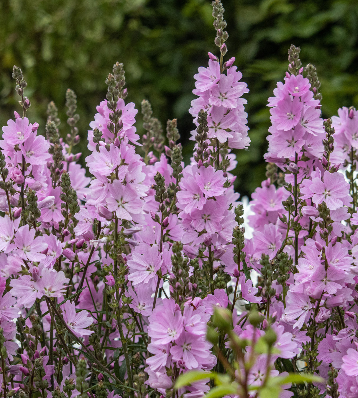 3 kpl Jalomalva ’Elsie Heugh’