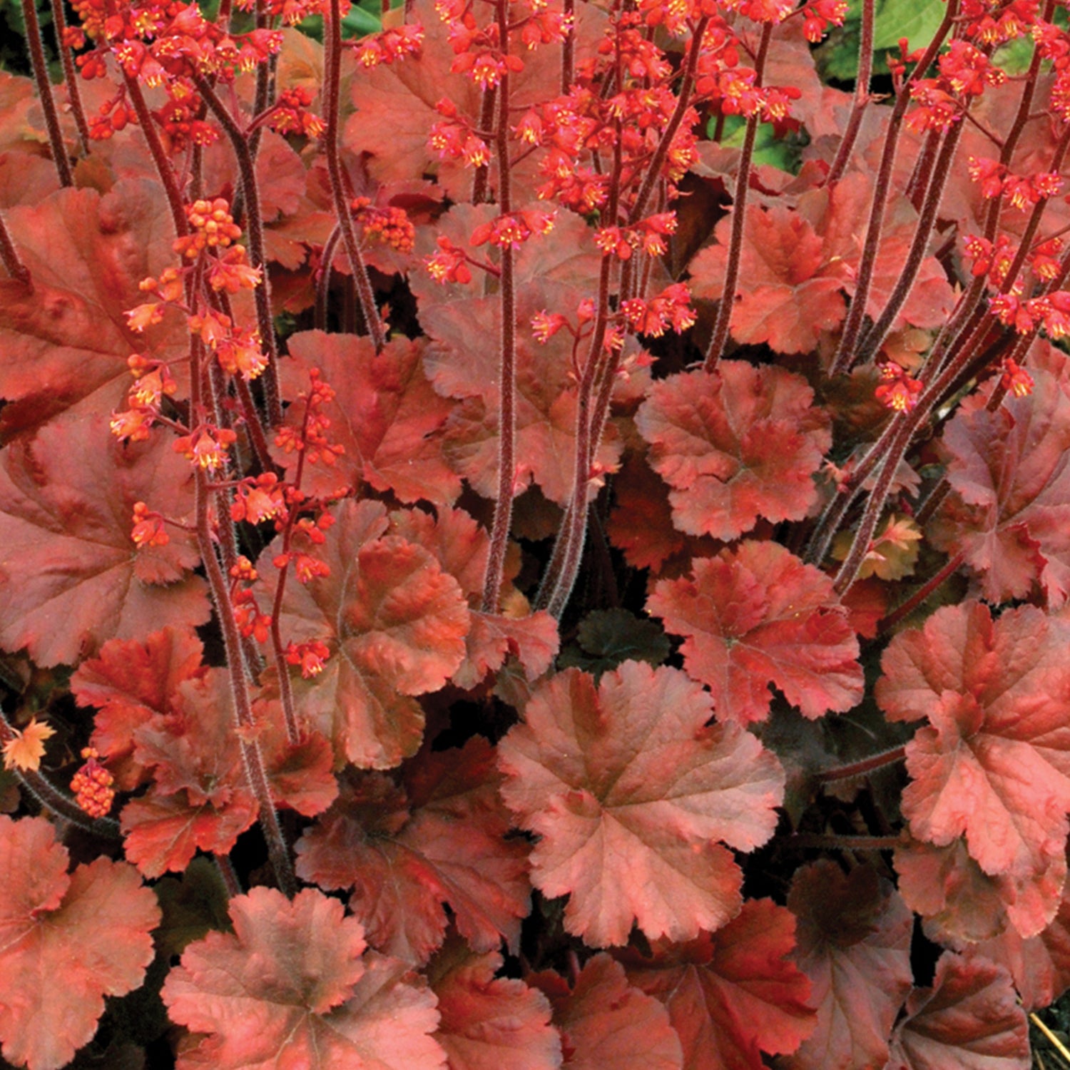 3 kpl Tarhakeijunkukka ’Cherry Cola’
