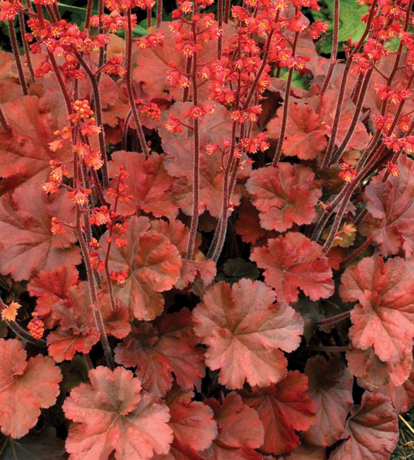 3 kpl Tarhakeijunkukka ’Cherry Cola’