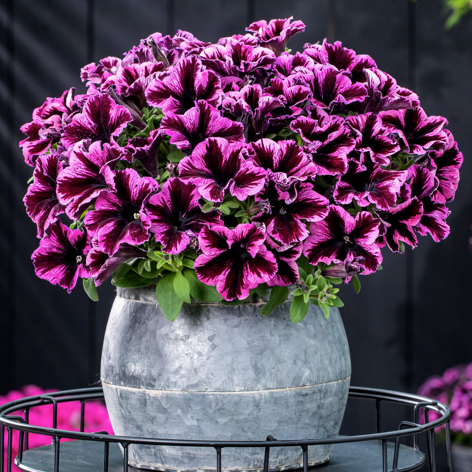 4 kpl Petunia ’Cosmic Pink’