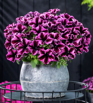 4 kpl Petunia ’Cosmic Pink’