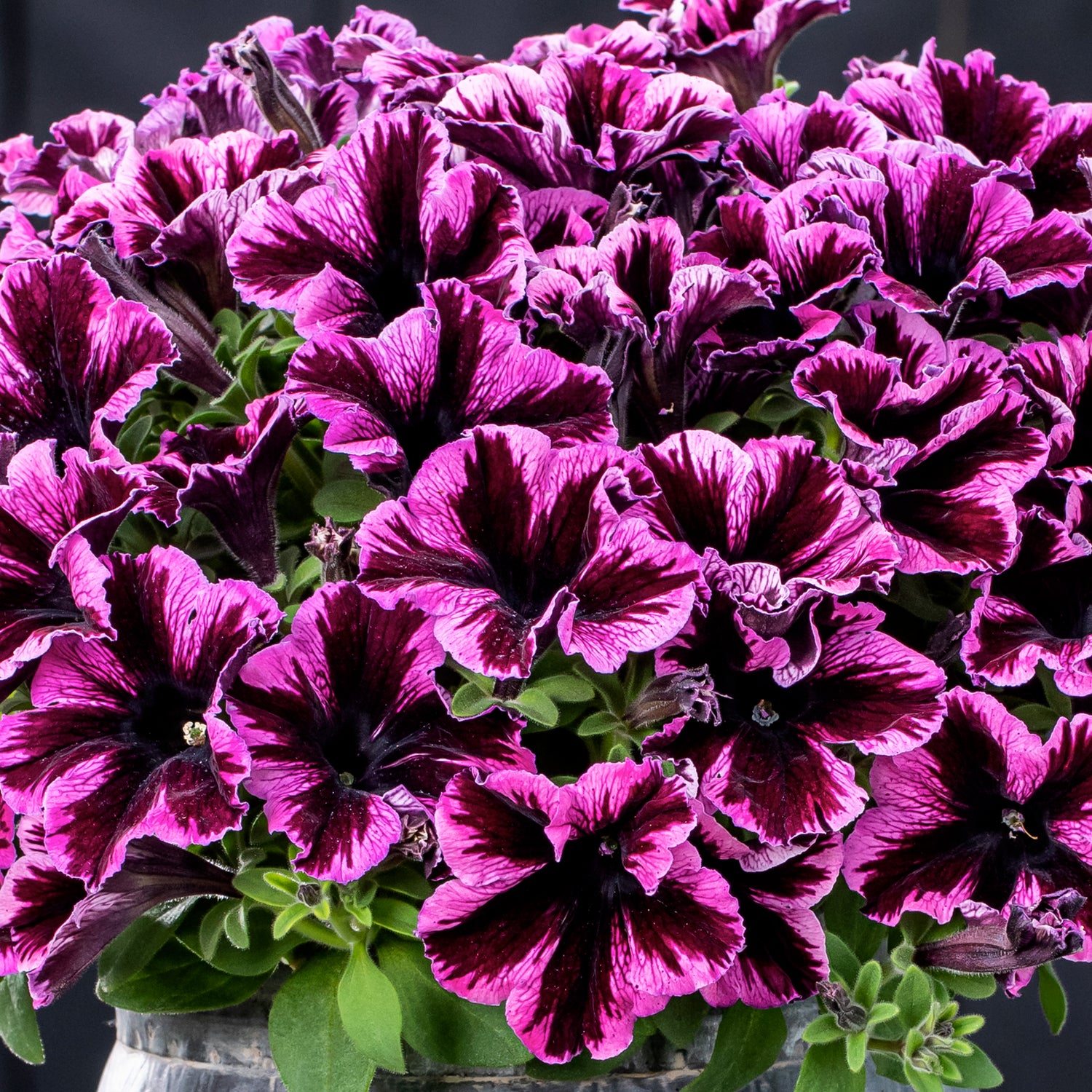 4 kpl Petunia ’Cosmic Pink’