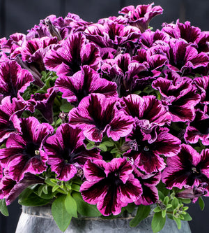 4 kpl Petunia ’Cosmic Pink’
