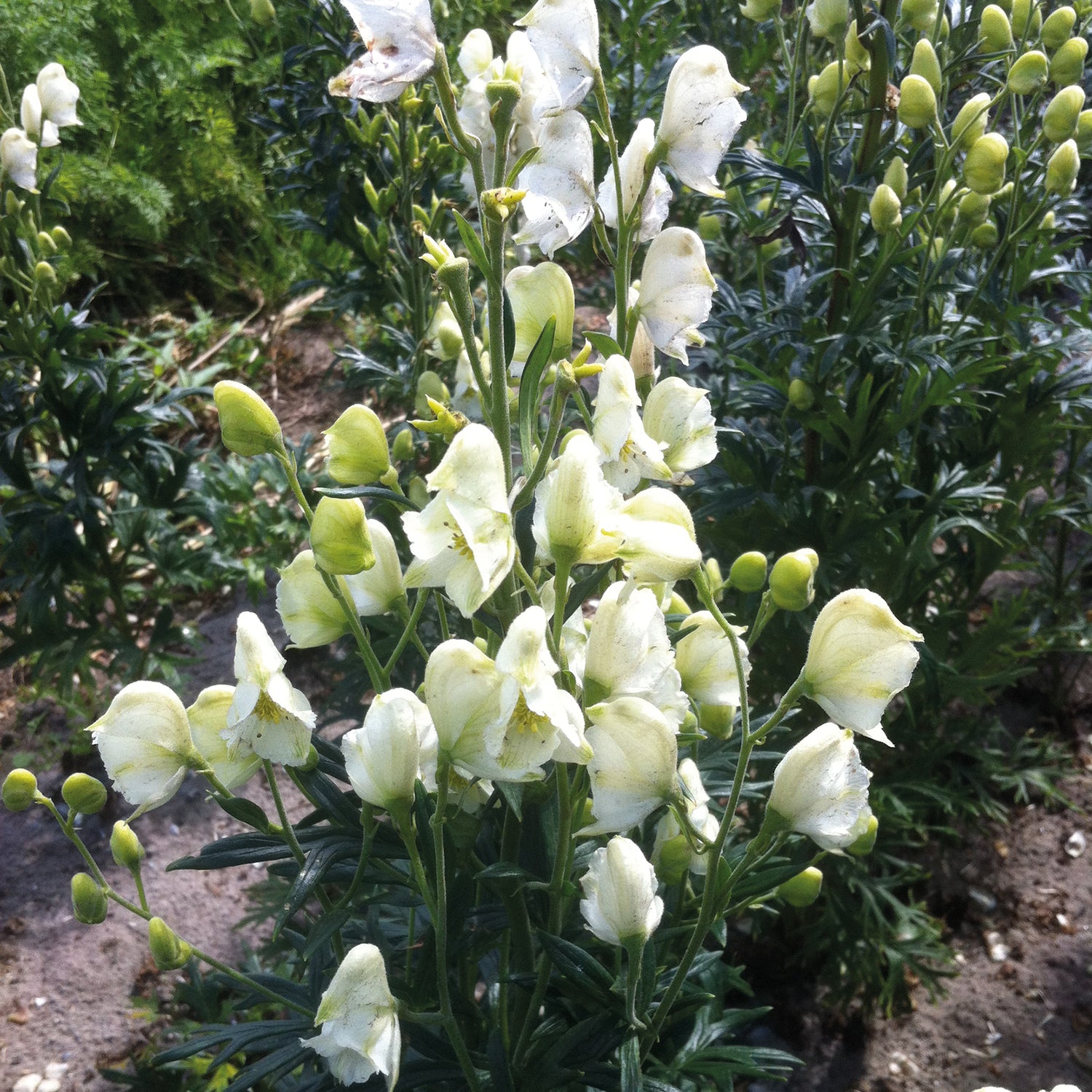 3 kpl Aitoukonhattu ’Alba’
