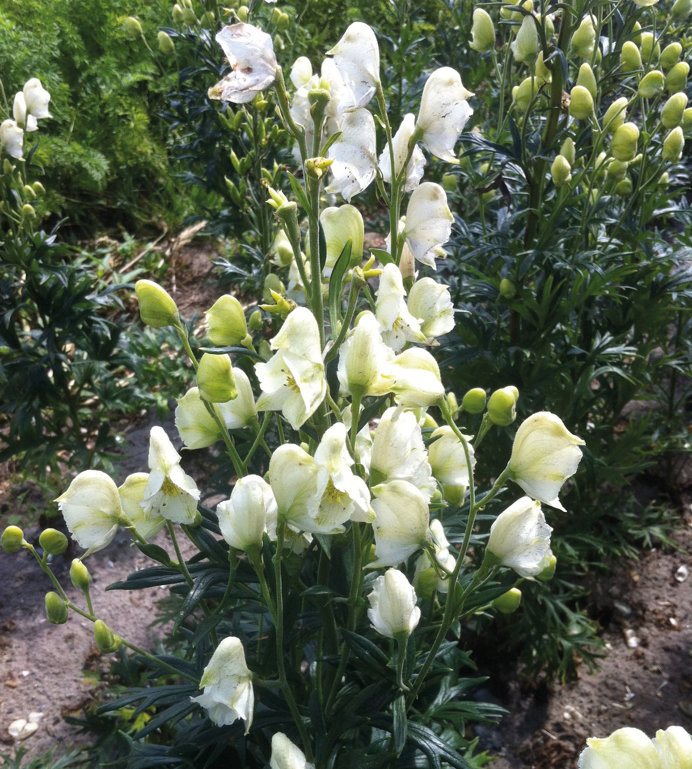 3 kpl Aitoukonhattu ’Alba’