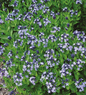 3 kpl Tähtituikki ’Blue Star’