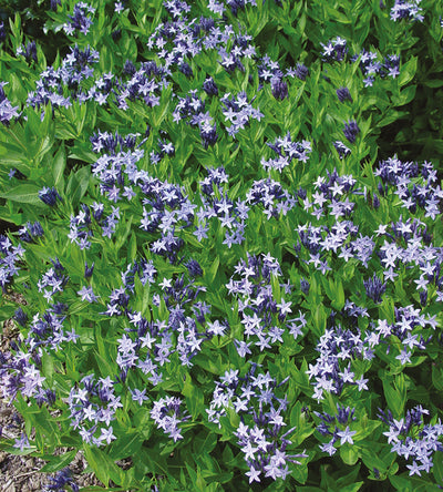 3 kpl Tähtituikki ’Blue Star’