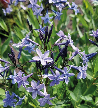 3 kpl Tähtituikki ’Blue Star’