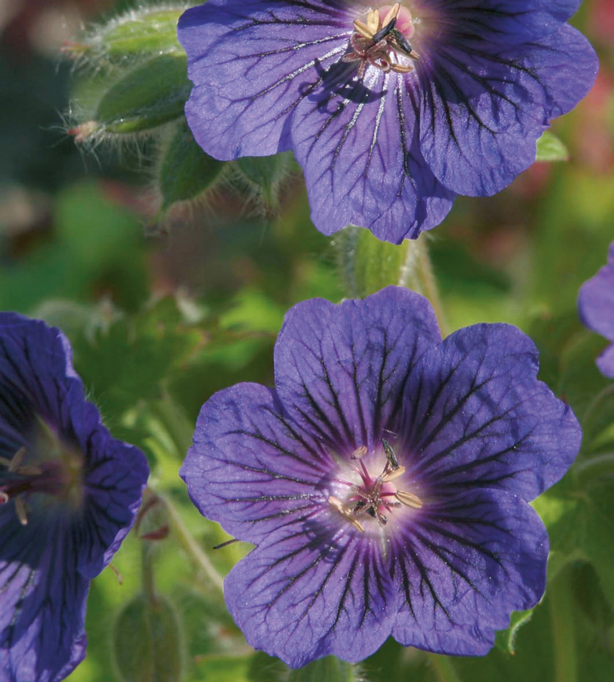 3 kpl Kurjenpolvi Blue Blood