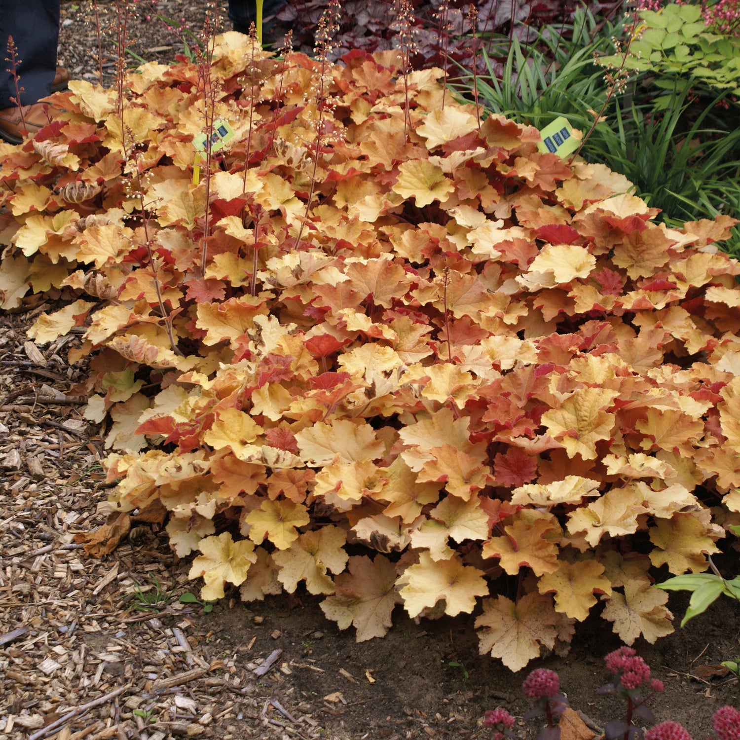 1 kpl Tarhakeijunkukka ’Caramel’