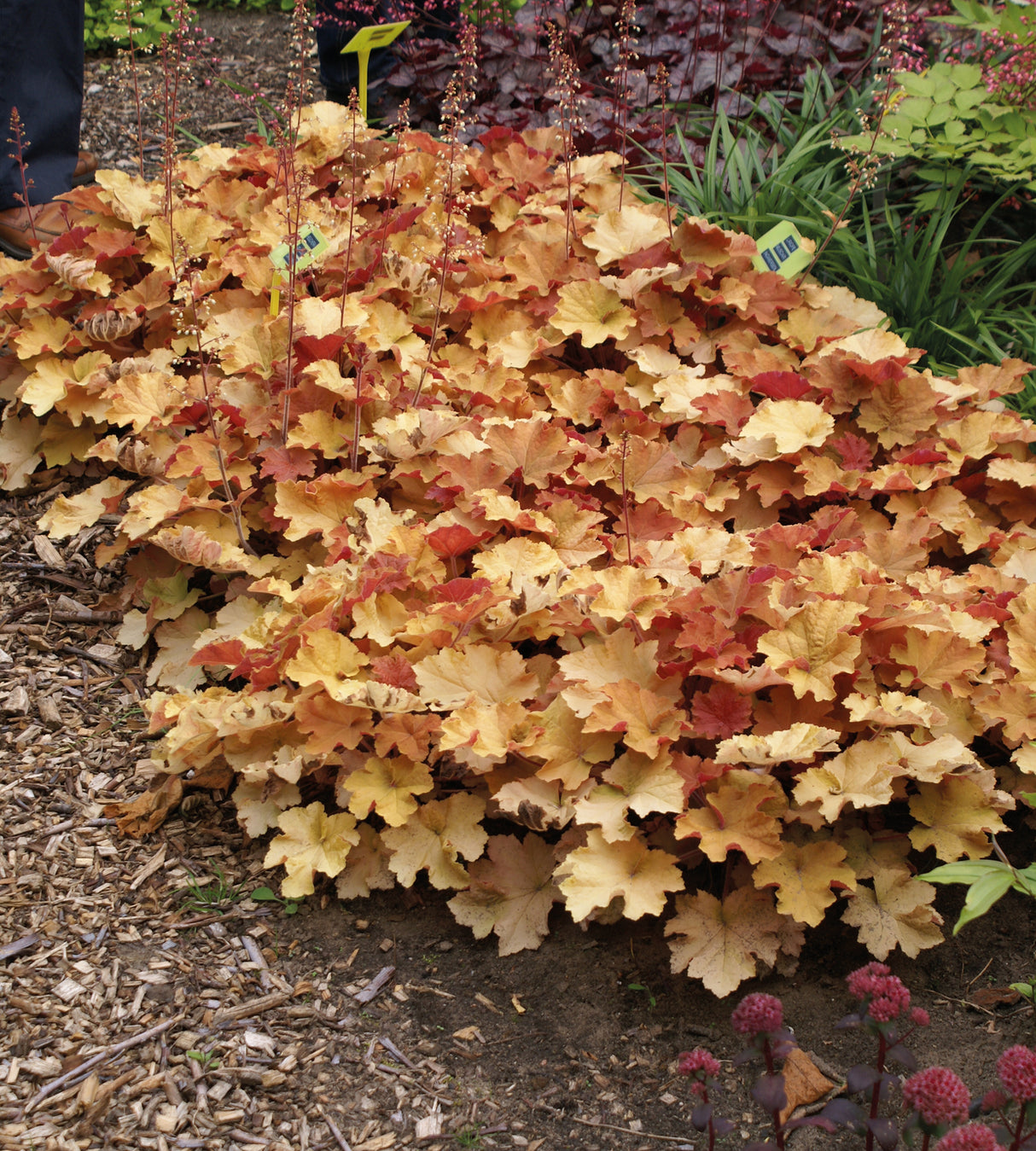 1 kpl Tarhakeijunkukka ’Caramel’