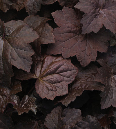 3 kpl Purppurakeijunkukka ’Palace Purple’