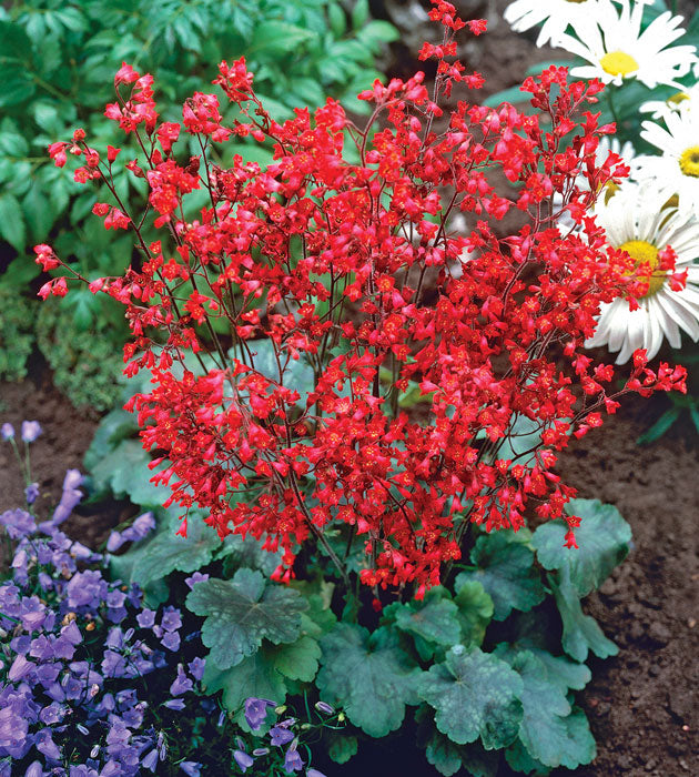 5 kpl Korallikeijunkukka 'Ruby Bells'