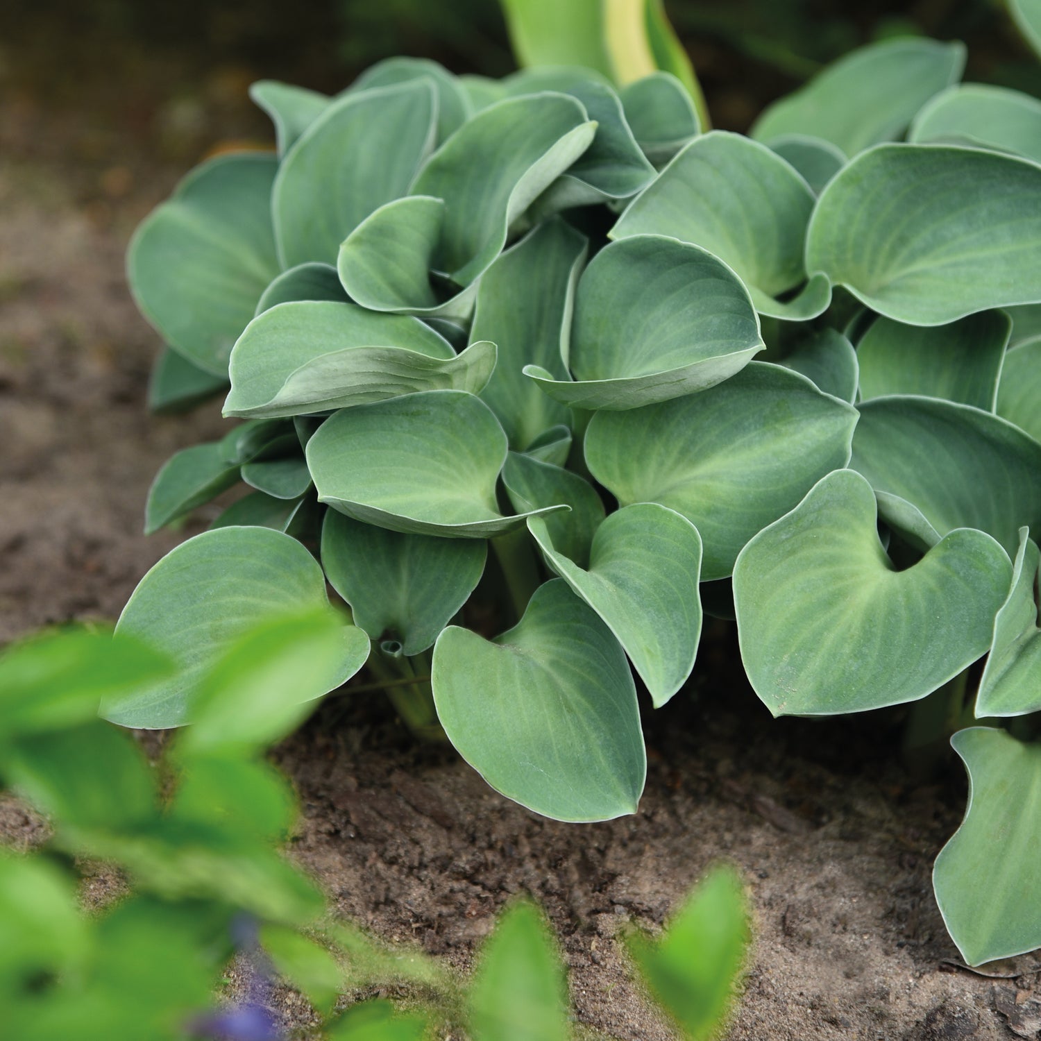 3 kpl Kuunlilja ’Blue Mouse Ears’