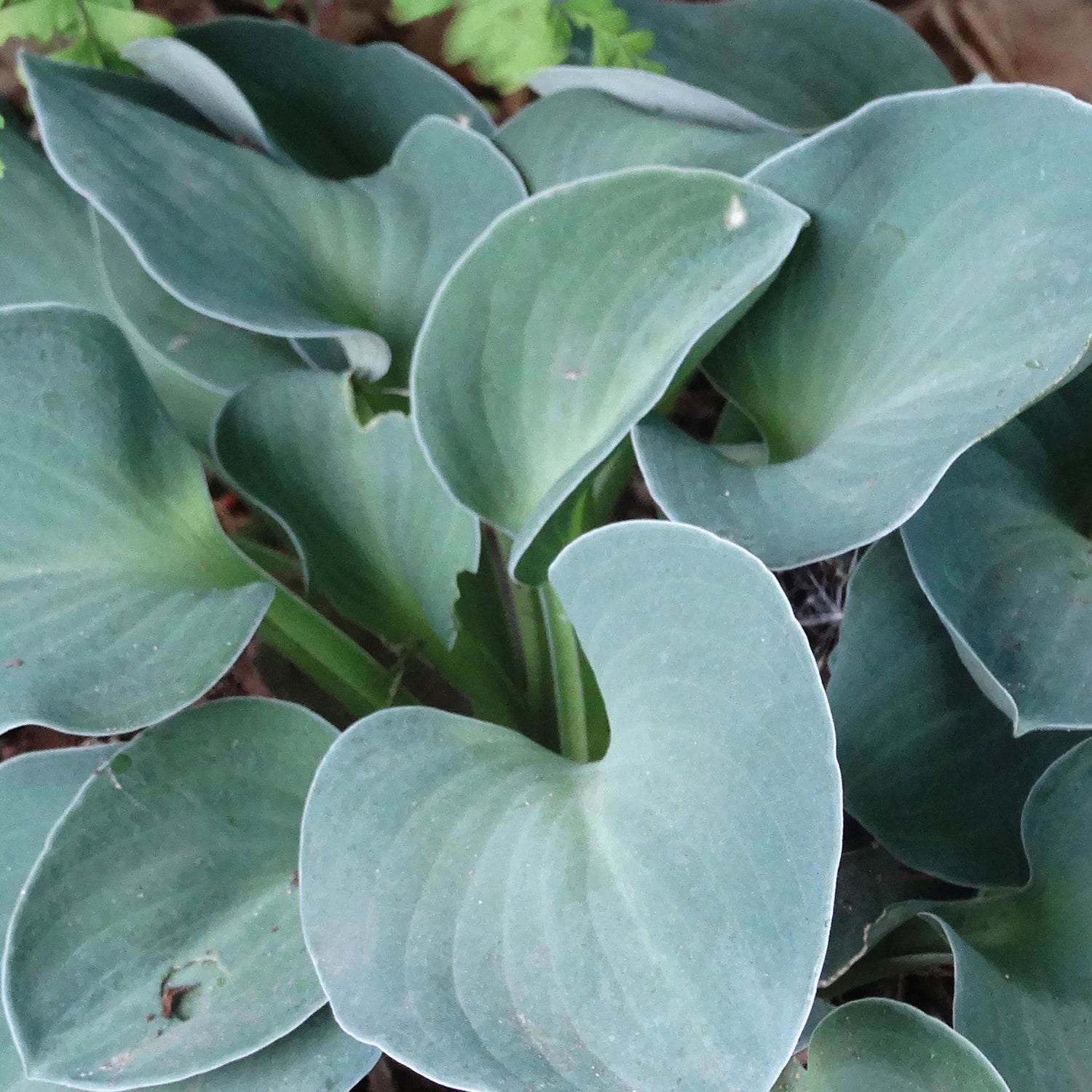3 kpl Kuunlilja ’Blue Mouse Ears’