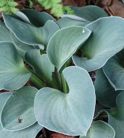3 kpl Kuunlilja ’Blue Mouse Ears’