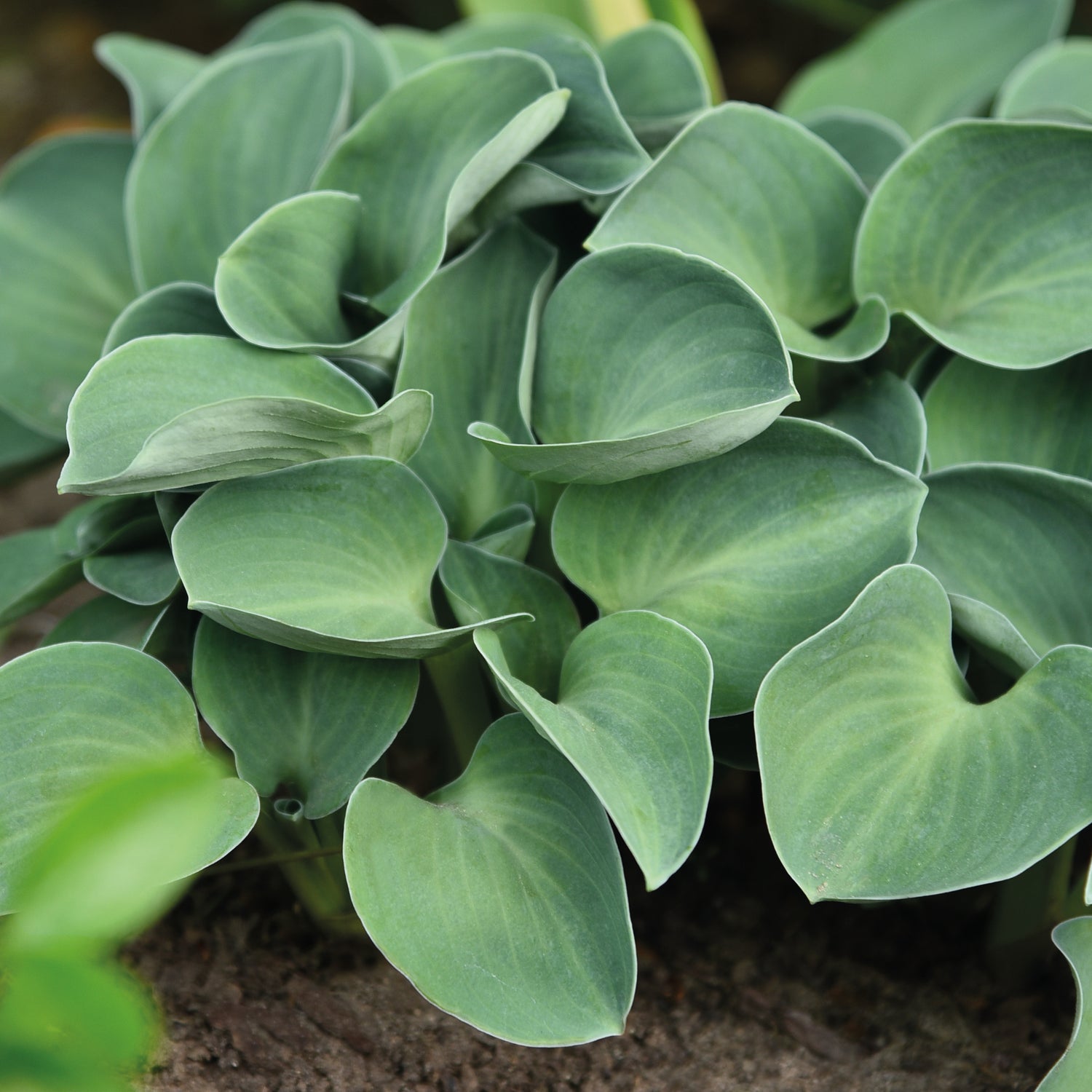 3 kpl Kuunlilja ’Blue Mouse Ears’