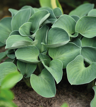 3 kpl Kuunlilja ’Blue Mouse Ears’