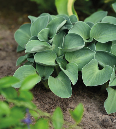 3 kpl Kuunlilja ’Blue Mouse Ears’