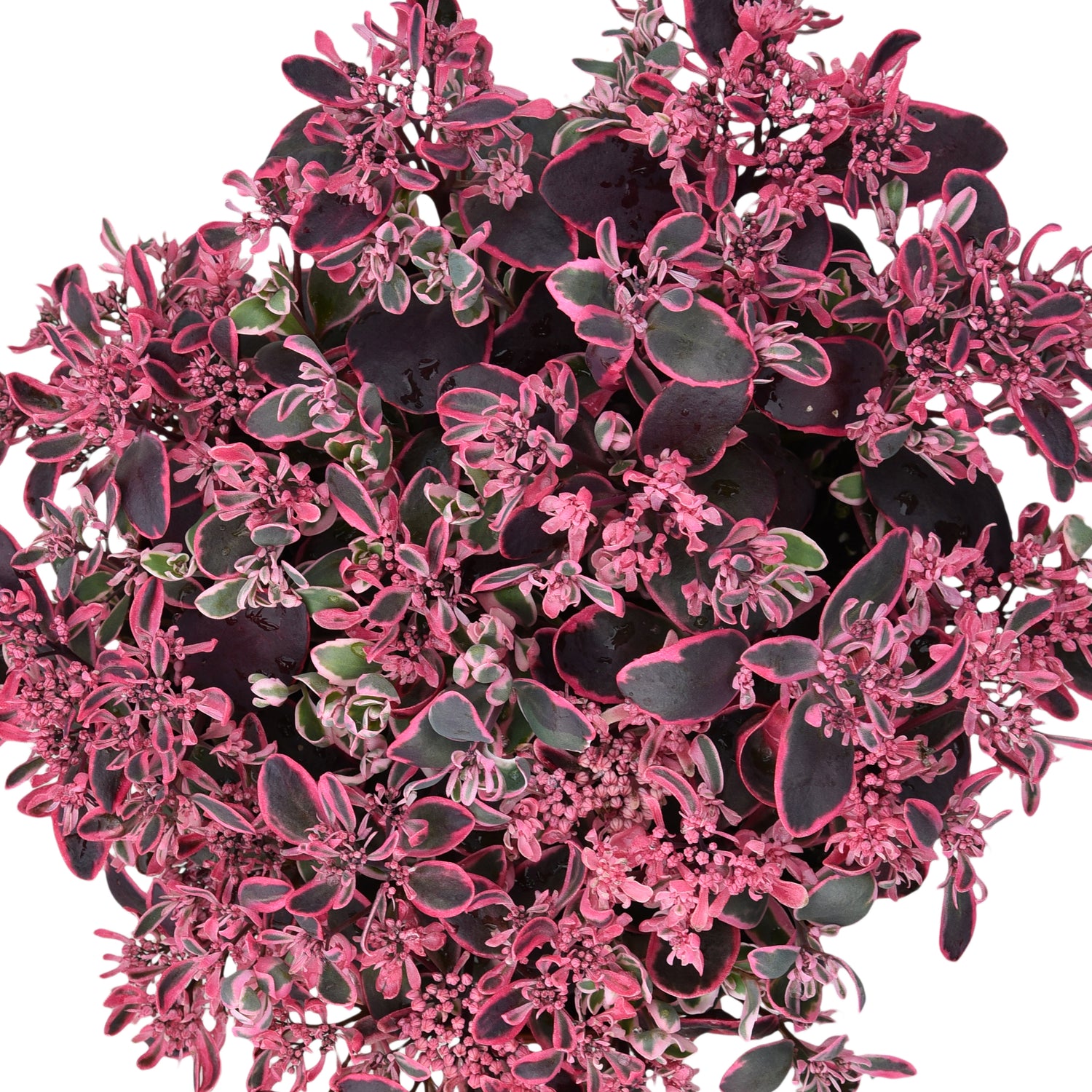 3 kpl Maksaruoho ’Dream Dazzler’