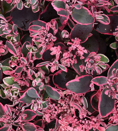3 kpl Maksaruoho ’Dream Dazzler’