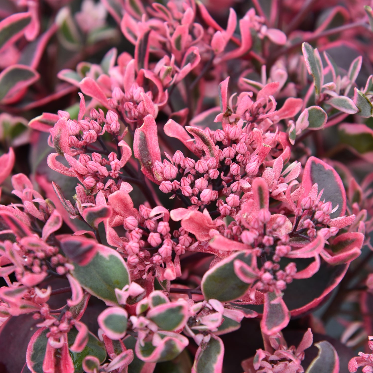 3 kpl Maksaruoho ’Dream Dazzler’