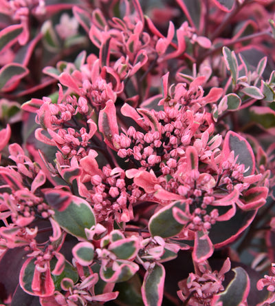 3 kpl Maksaruoho ’Dream Dazzler’