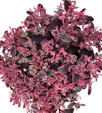 3 kpl Maksaruoho ’Dream Dazzler’