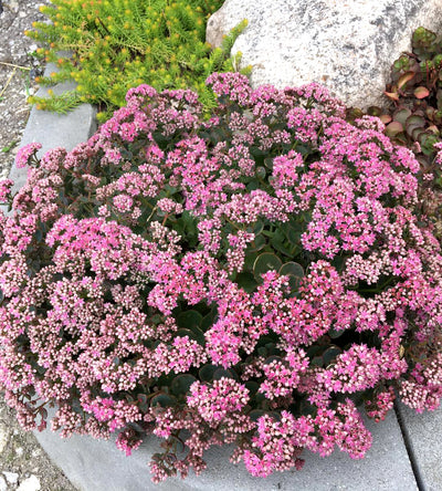 3 kpl Maksaruoho ’Lime Zinger’