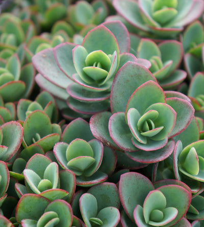 3 kpl Maksaruoho ’Lime Zinger’