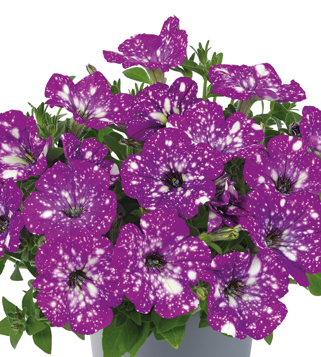 4 kpl Petunia ’Aries’
