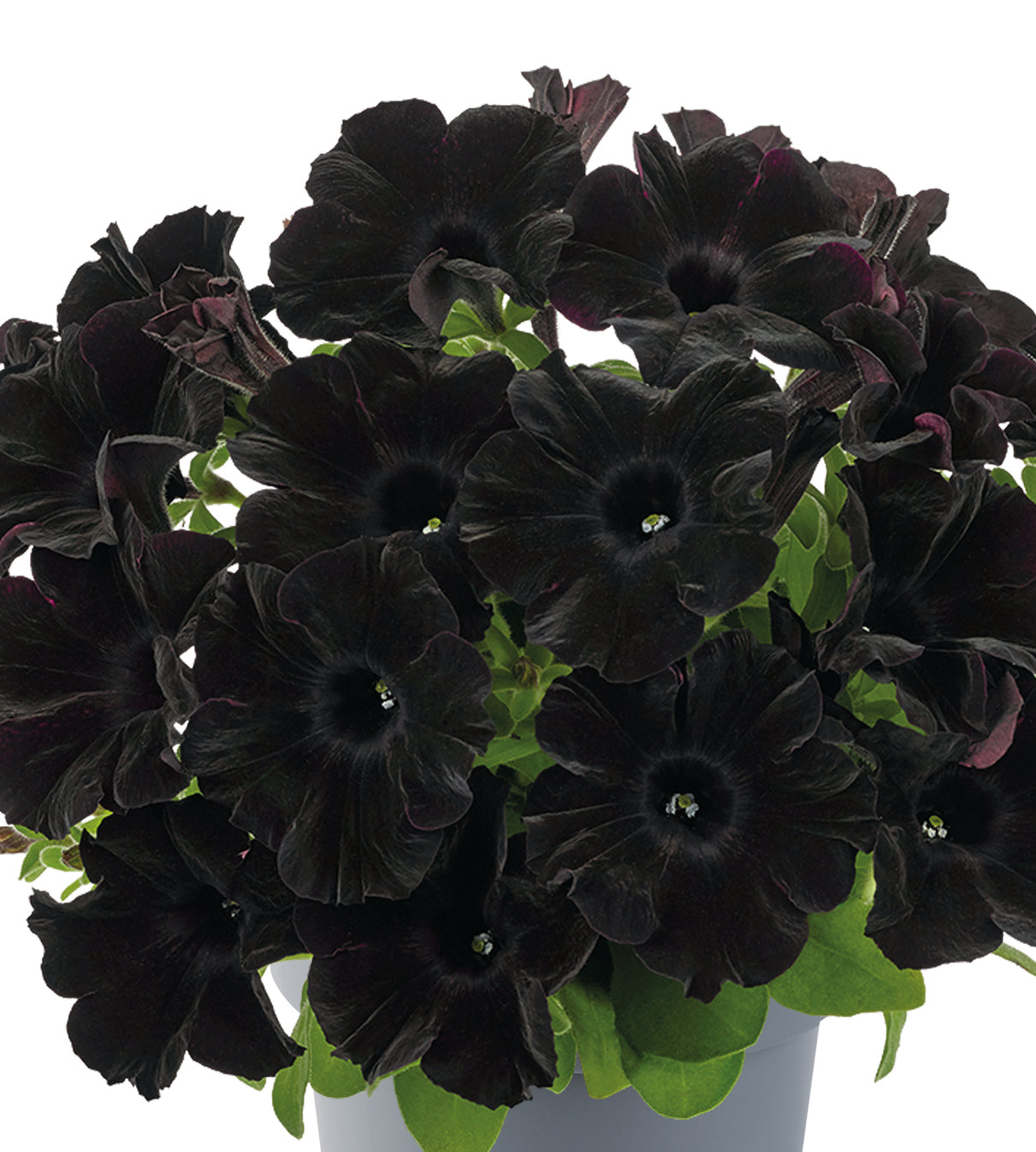 Petunia ’Go!Tunia Black’ 4 kpl